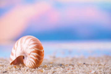 tropical seashell sea shell with ocean , beach and seascape