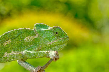 Obraz premium Macro shots, Beautiful nature scene green chameleon 