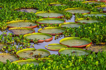 Leaves of the largest water lily (Victoria amazonica) on the surface of the water. Brazil. Pantanal...