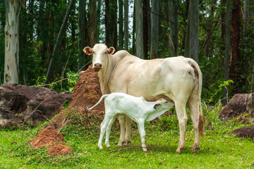 Vaca & Bezerro IMG_8696 © Eduardo Lara Filho