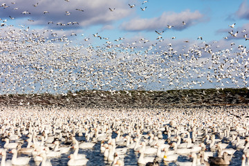 Snow geese gathering in Quebec Canada preparing for the migration south.