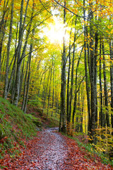 Obraz premium trail between trees with fall colors in the Beech Forests of Irati, Navarra