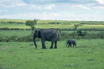 Fototapeta na wymiar Mother and baby elephant on the plains in masai mara, kenya, africa. Copy space for text. Travel and wildlife concept.
