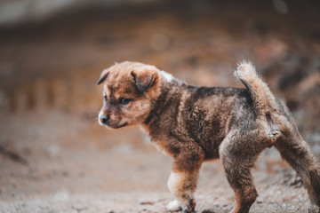 A small cute puppy is left abandoned in the mountain region of Sapa in Vietnam as it is hungry and looks for food