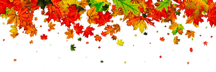 Fall background. Autumn leaves isolated on white. Season concept