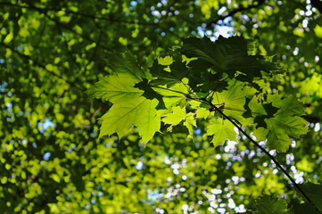 Fototapeta na wymiar Green maple tree leaves illuminated by the sun.