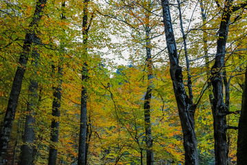 Fototapeta premium autumn