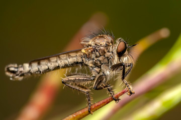 Macro shot of a robber fly 