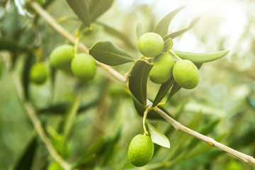 Olives and olive tree branch in autumn.  Agricultural food background concept.