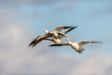 Fototapeta na wymiar Snow geese gathering in Quebec Canada preparing for the migration south.