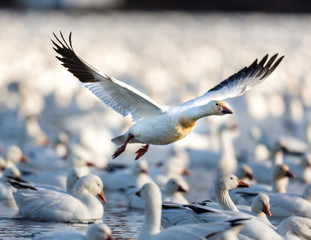 Snow geese gathering in Quebec Canada preparing for the migration south.