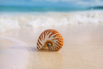 nautilus sea shell in sea wave