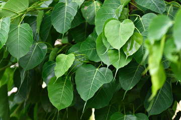 Background green leafs of Bodhi Tree.