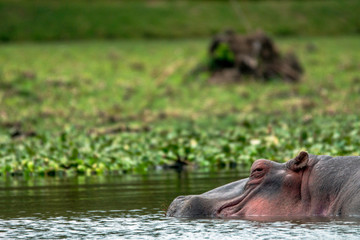 Hippopotamus relaxing in water in lake naivasha national park in kenya. Wildlife, game and safari concept.