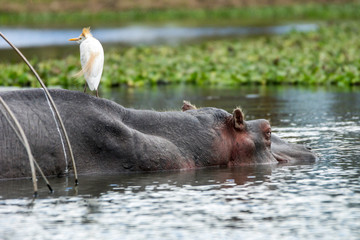 Hippopotamus relaxing in water with white egret on his back. Wild animals, funny, moment concept.