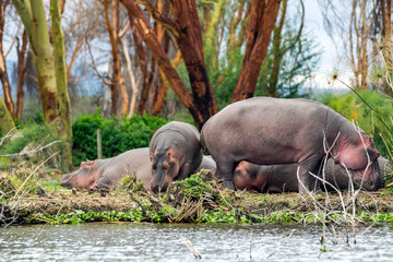 Hippopotamus family relaxing on river bank in lake naivasha, kenya, africa. Wild animals, big, safari concept.