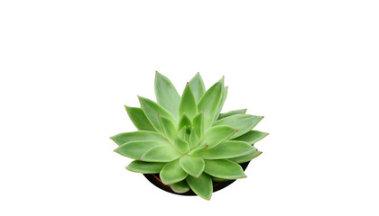 succulente verte , plante grasse sur fond blanc