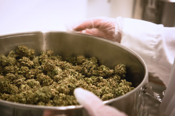 Marijuana in the pan. Cannabis inflorescences in pot in a laboratory.