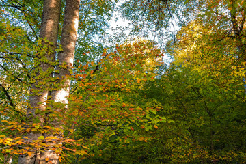 Obraz premium forest