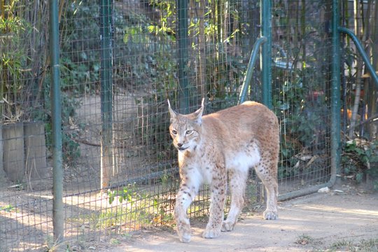 Lynx dans son enclos au zoo