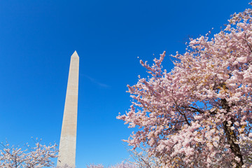 Washington Monument surrounded by cherry blossom under clear blue skies in Washington DC, USA. Mature cherry trees in flowers near Washington Monument in US capital city.