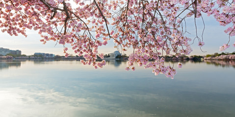 Washington DC panorama around Tidal Basin reservoir at sunrise during cherry blossom. Thomas Jefferson Memorial with reflection at distance behind a blossom curtain.