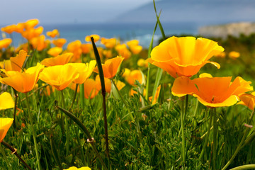 california poppies by the coast
