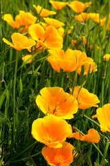 California poppies by the coast