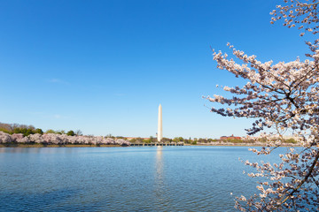 US capital panorama during peak of cherry trees blossom in spring with Washington Memorial in a view. Washington DC panorama around Tidal Basin reservoir during cherry blossom.