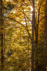 Obraz premium Some trees in a forest in Dolomites, Italy