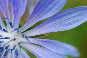 flower of chicory