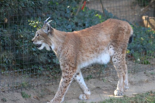 Lynx dans son enclos au zoo