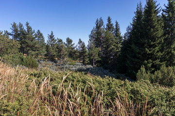 Autumn landscape of Vitosha Mountain, Bulgaria