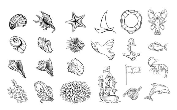 Marine themed black and white illustrations set. Sea flora, fauna and sailing attributes hand drawn ink pen symbols pack. Sealife, ocean wildlife, animals and seashells decorative outline drawings