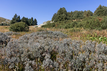 Autumn landscape of Vitosha Mountain, Bulgaria