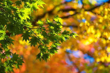 紅葉
