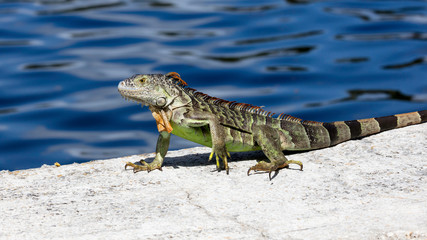Green iguana on top of  the wall, background water