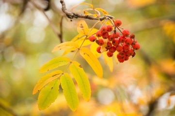 Red bunch of mountain ash close-up in autumn