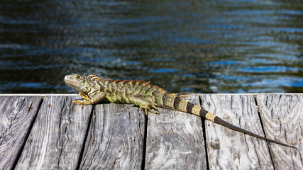 Green iguana laying on the pier, water in the background