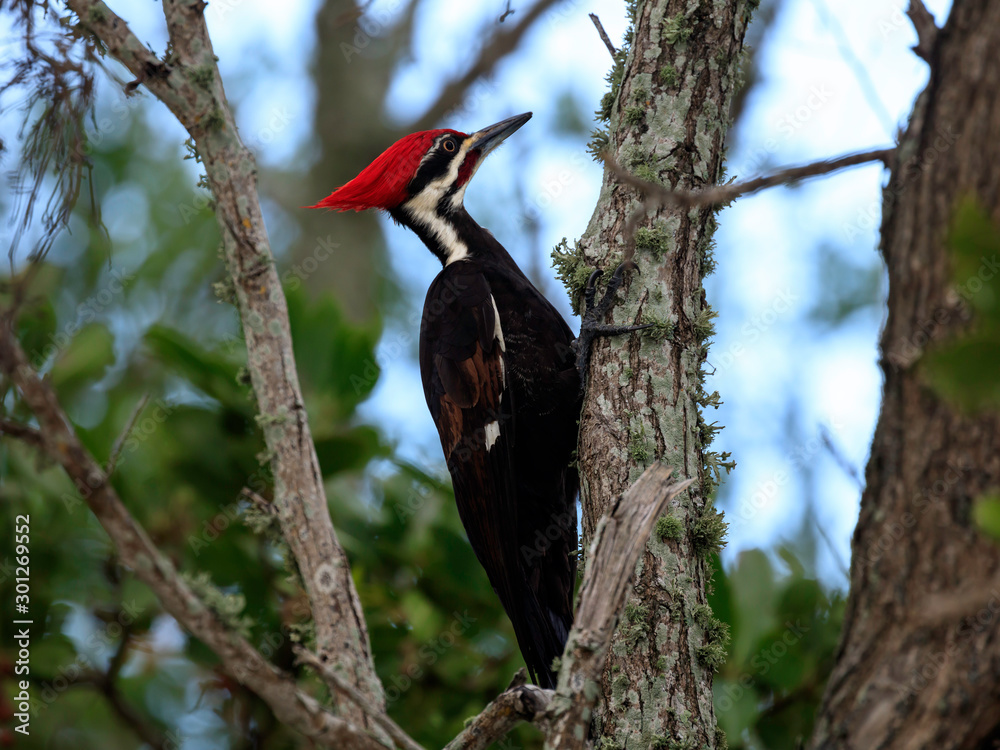 Wall mural pileated woodpecker on a tree trunk, florida, usa