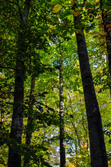 Naklejka premium forest