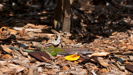 Lizard, Ameiva ameiva, on the ground, Florida, America
