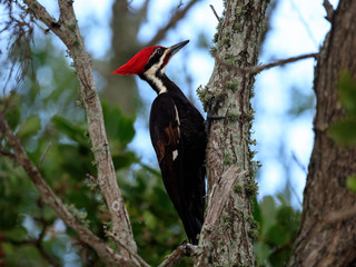 Pileated Woodpecker on a tree trunk, Florida, USA