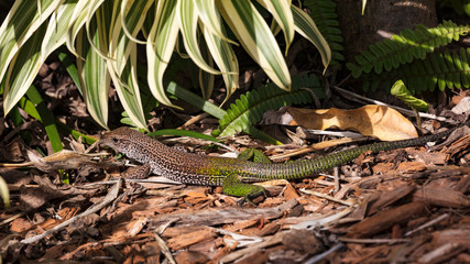 Lizard, Ameiva ameiva, growling on the ground, Florida, America
