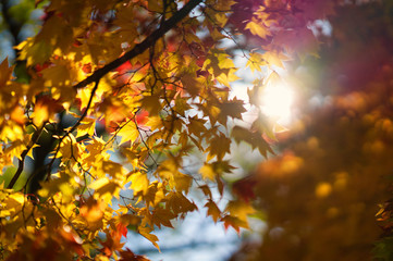 紅葉