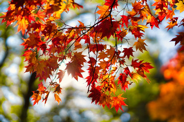 紅葉