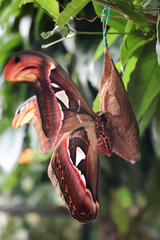 butterfly and cocoon in garden on leaf