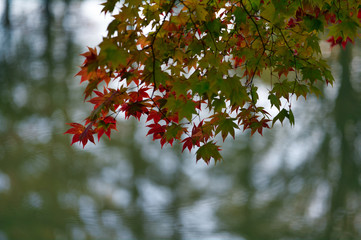 紅葉