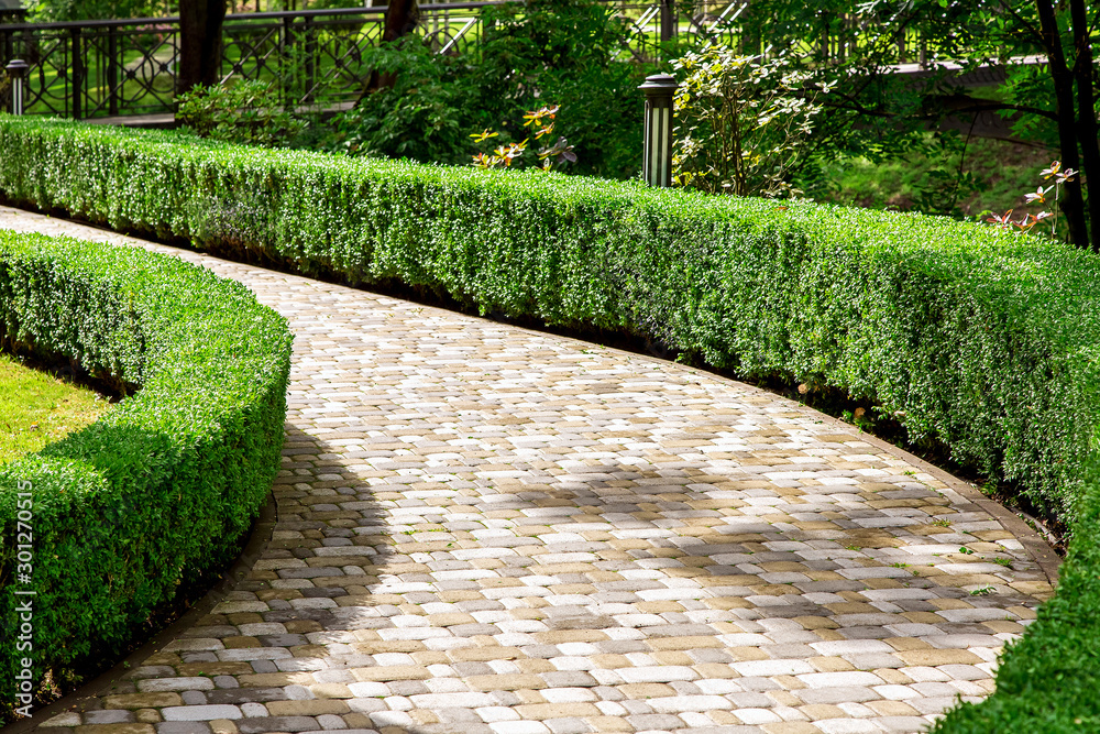 Wall mural walkway made of stone tiles in a park with a hedge of evergreen bushes and trees lit by the sun.