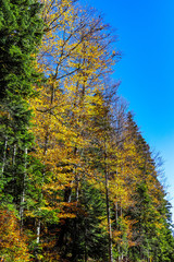 Fototapeta premium autumn